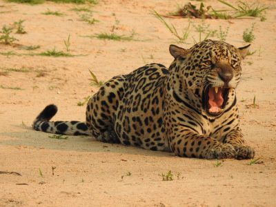 Panthera-onca